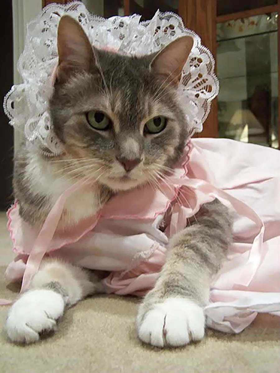 Белая кошечка с бантиком