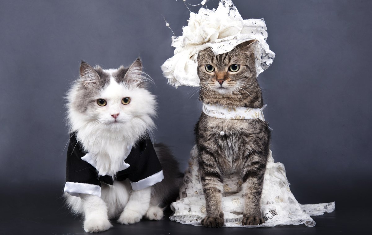 Кошачья свадьба