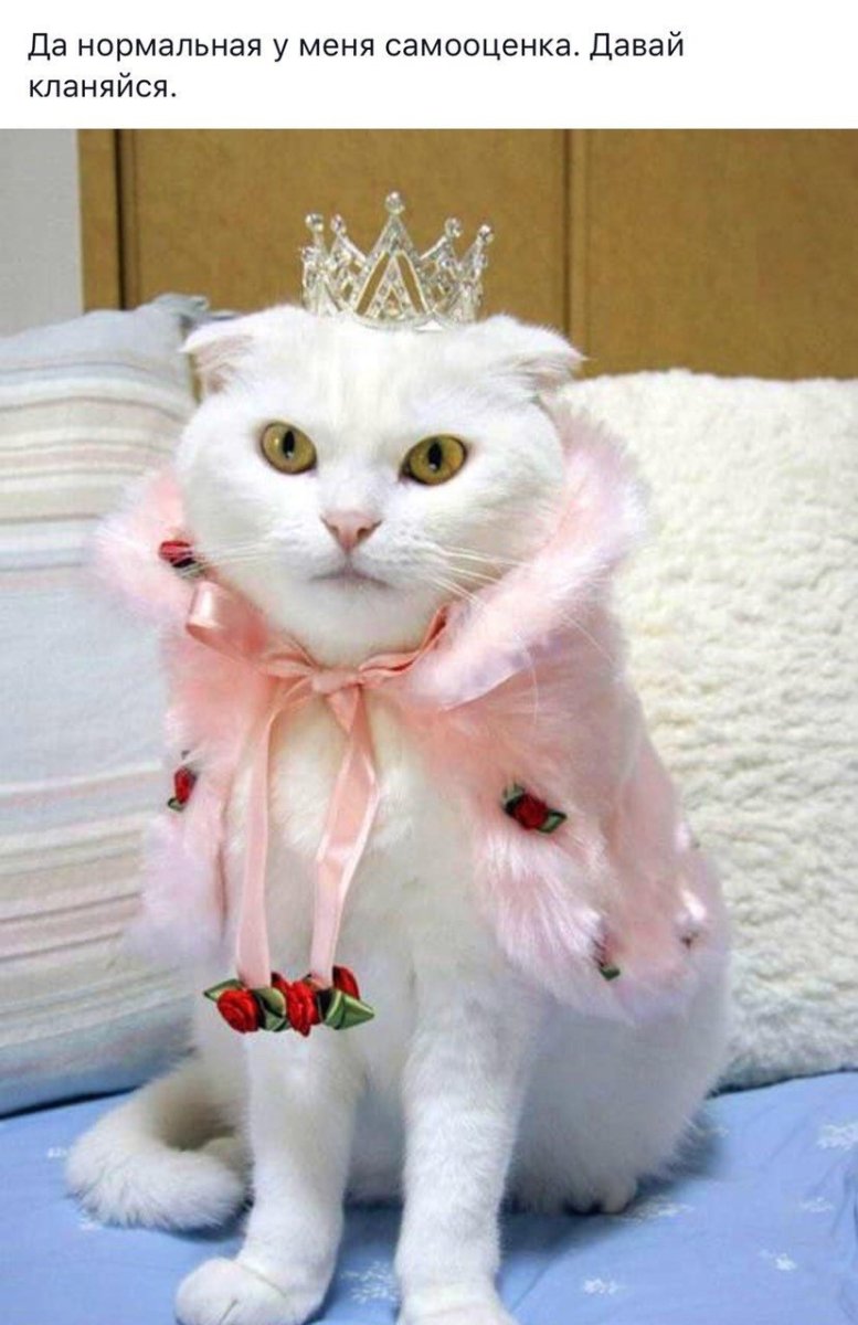 Кошки в балете Сьюзан Герберт