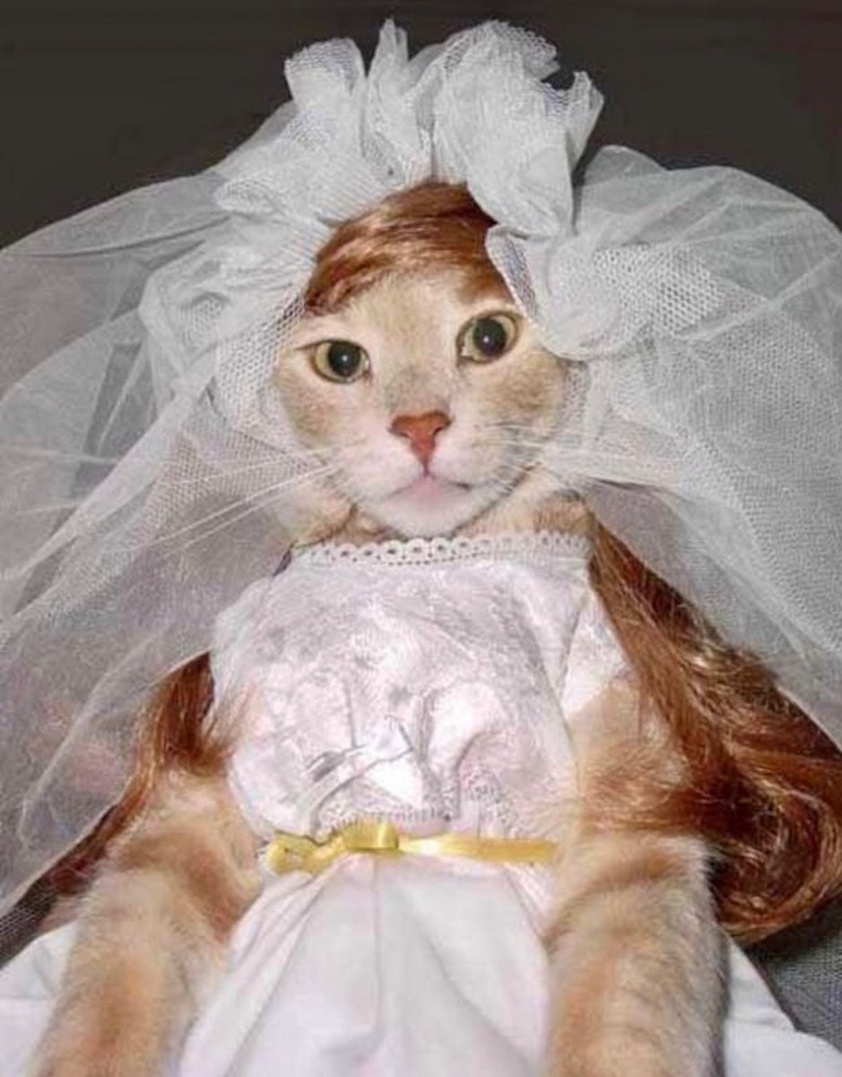 Кошки в свадебных нарядах
