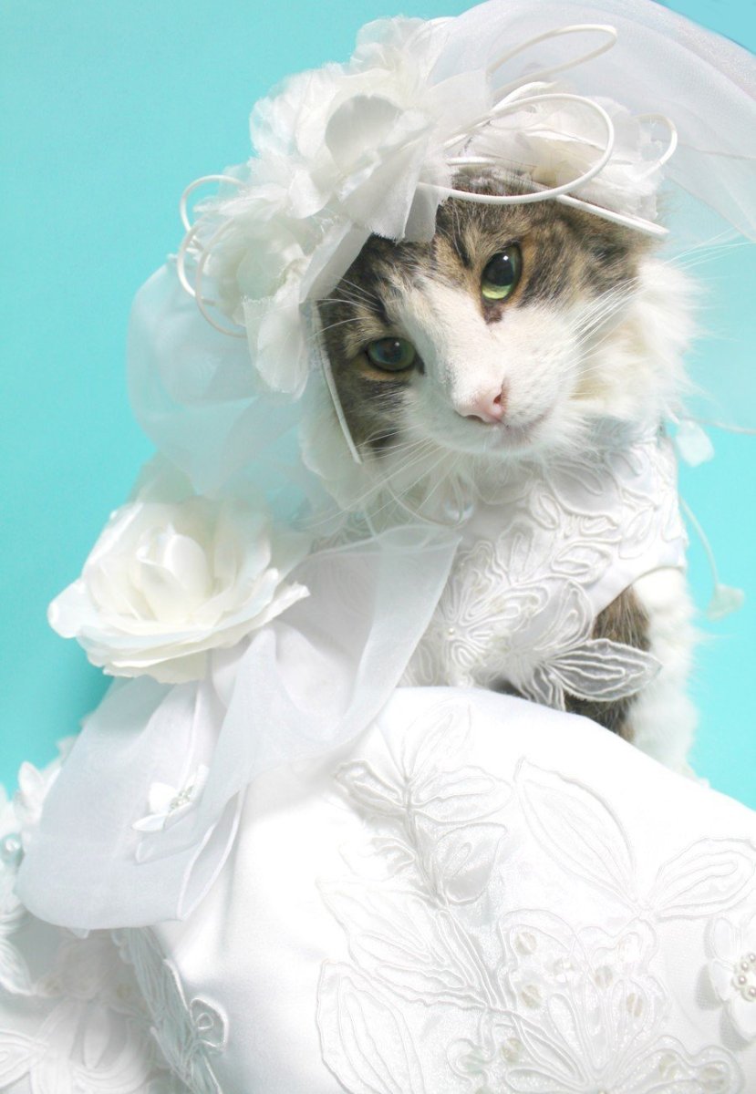 Котик в свадебном платье