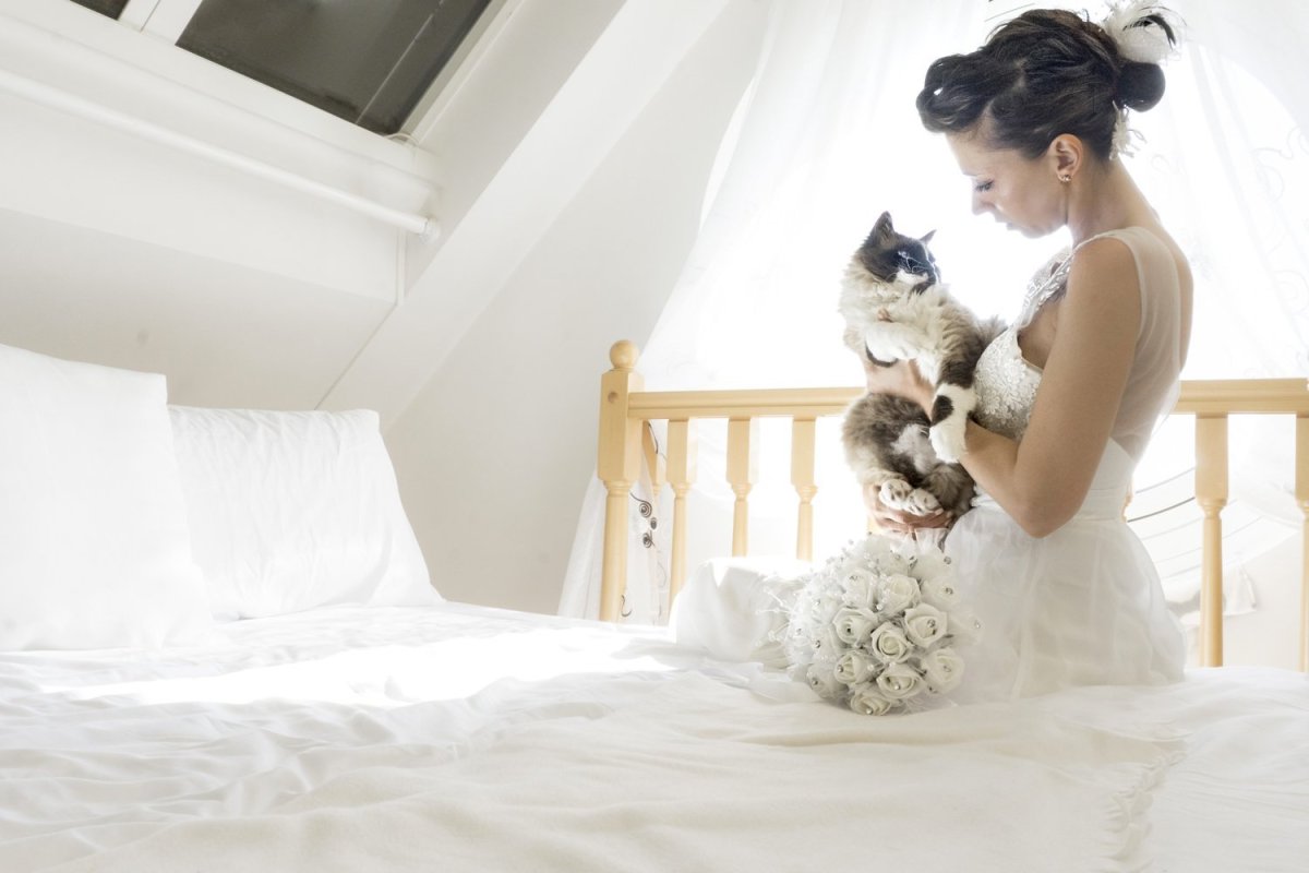 Кошка модница