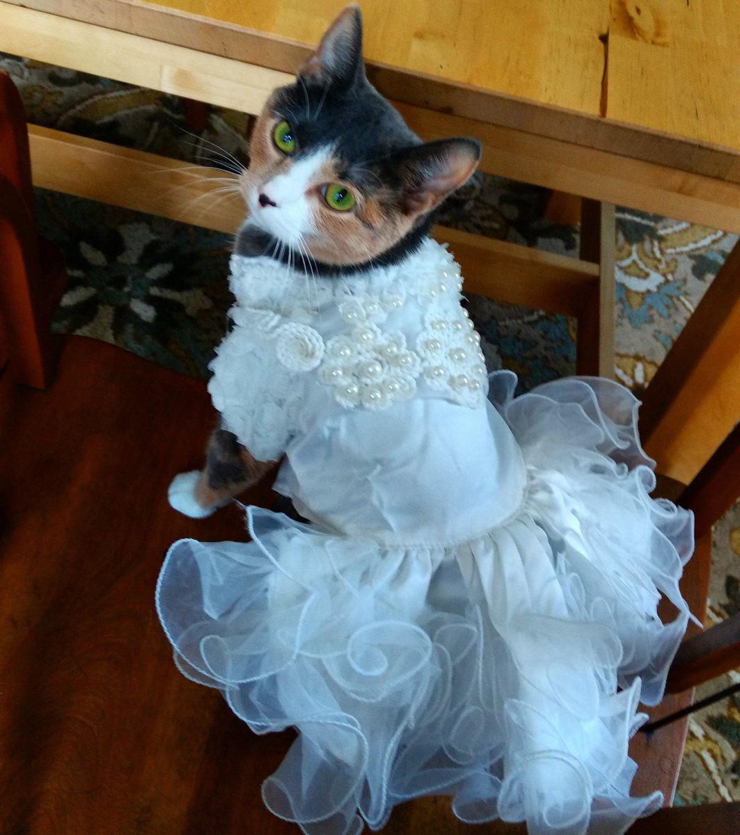 Фотосессия с белой кошкой