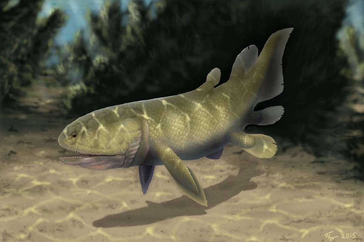 Аксолотль мексиканской амбистомы