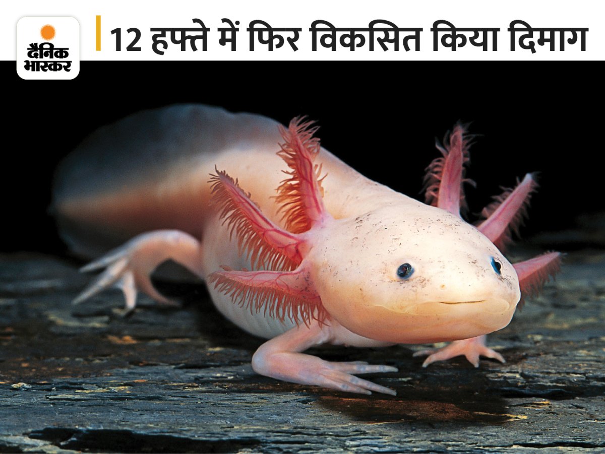 Аксолотль Геншин