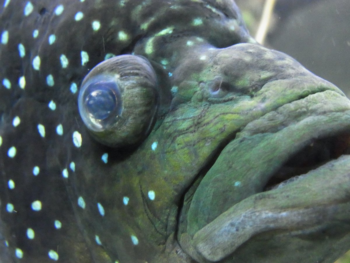 Рыба фугу малек