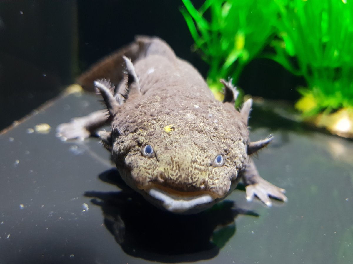 Тритон аквариумный аксолотль