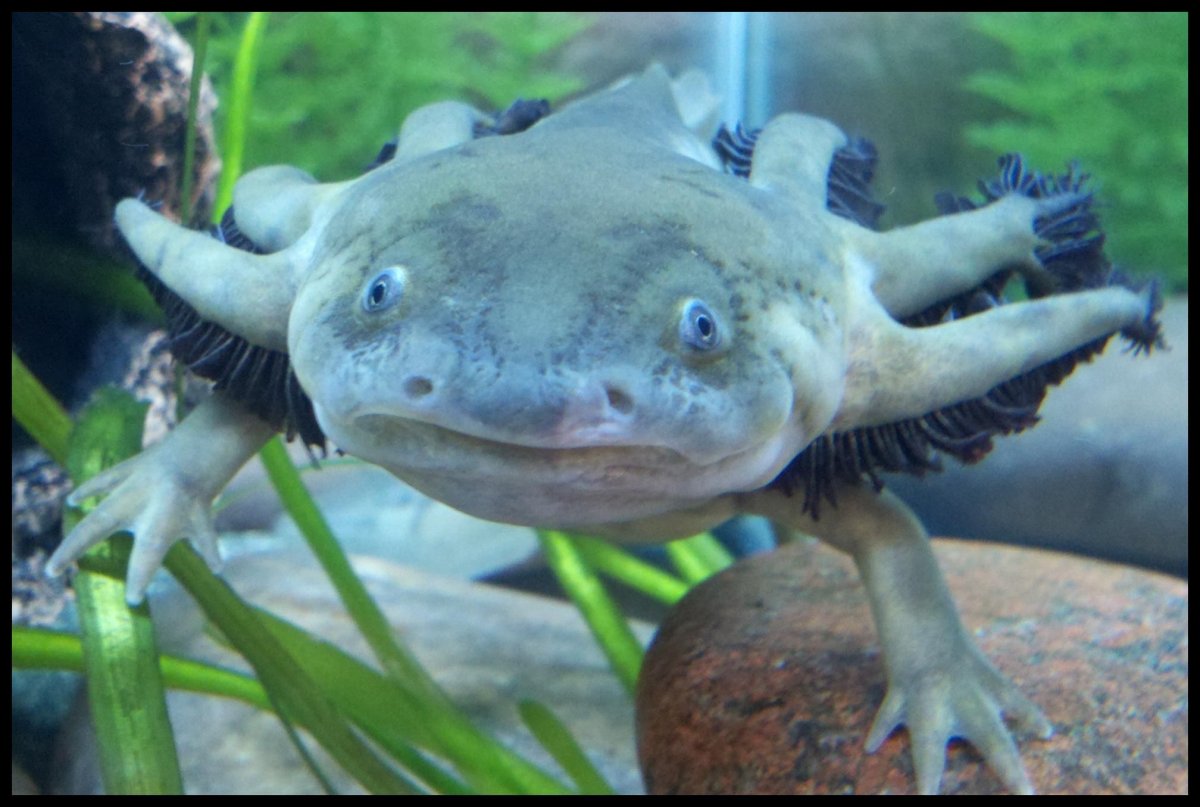 Сирены амфибии