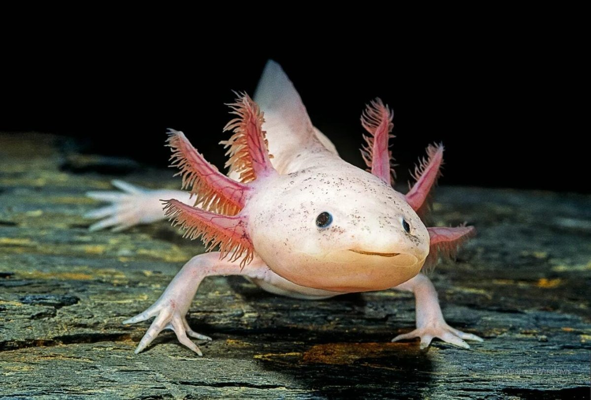 Личинка Саламандры аксолотль