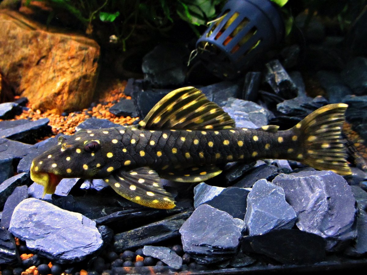 Капский узкорот