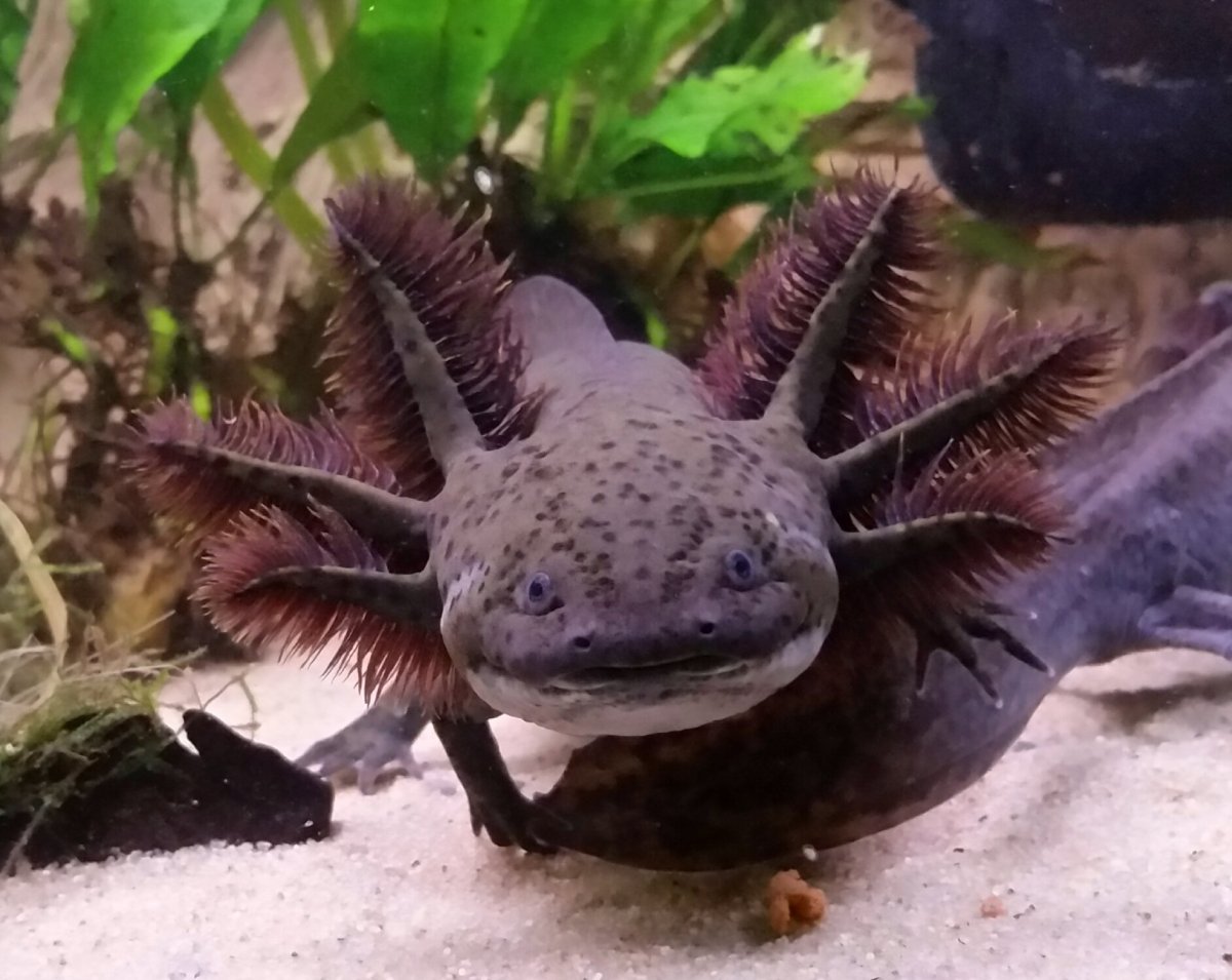 Анабас (илистый прыгун)