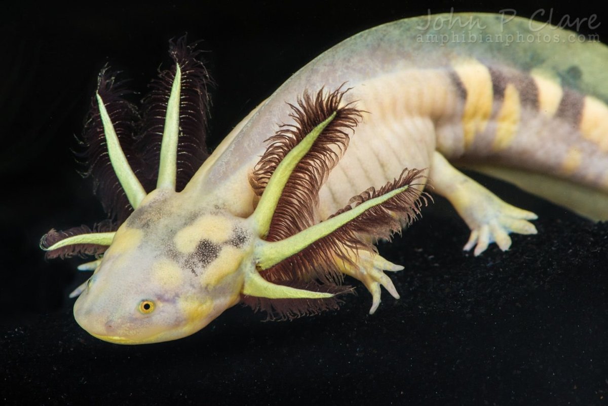 Рыбка илистый прыгун