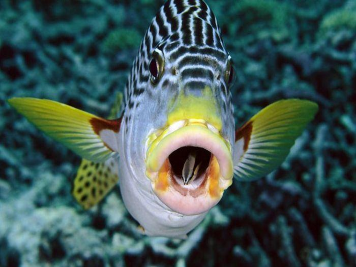 Щука на рабочий стол