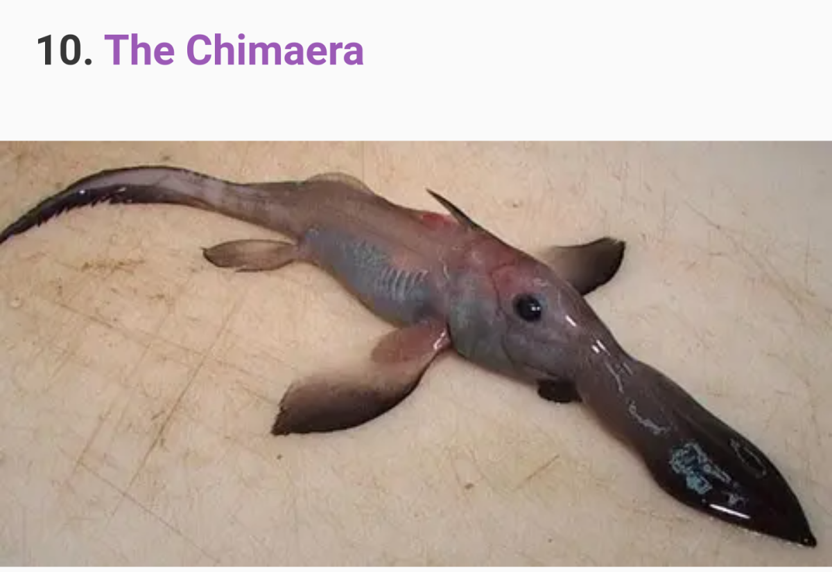 Мексиканская ходячая рыба аксолотль