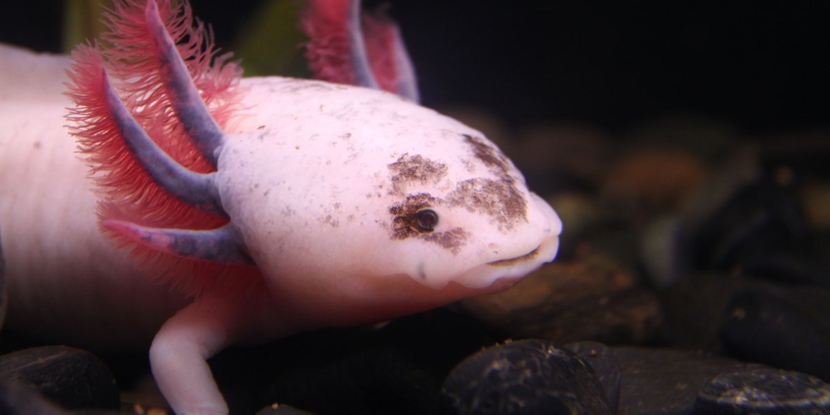 Мексиканская саламандра аксолотль