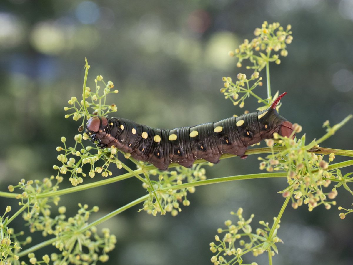 Бражник подмаренниковый гусеница