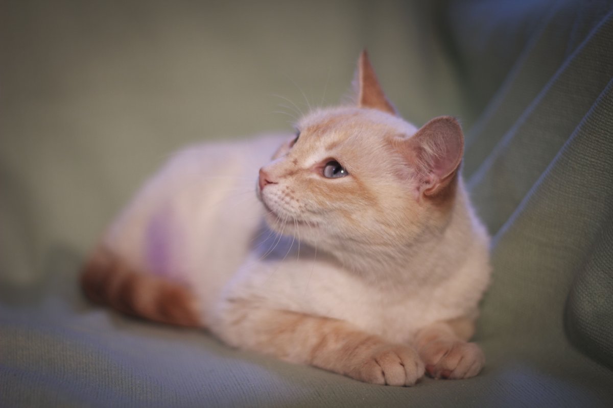 Флейм поинт сиамский котенок