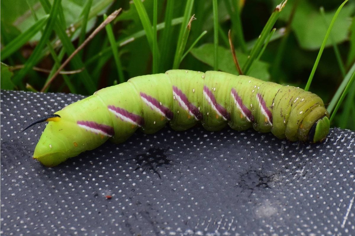 Hippotion Celerio гусеница