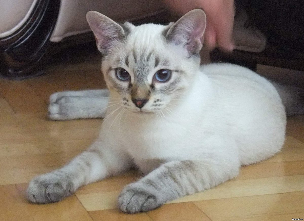 Тебби Пойнт тайская кошка хвост