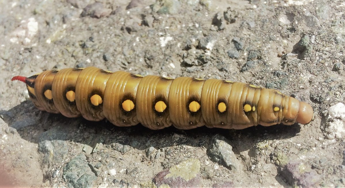 Бражник молочайный гусеница