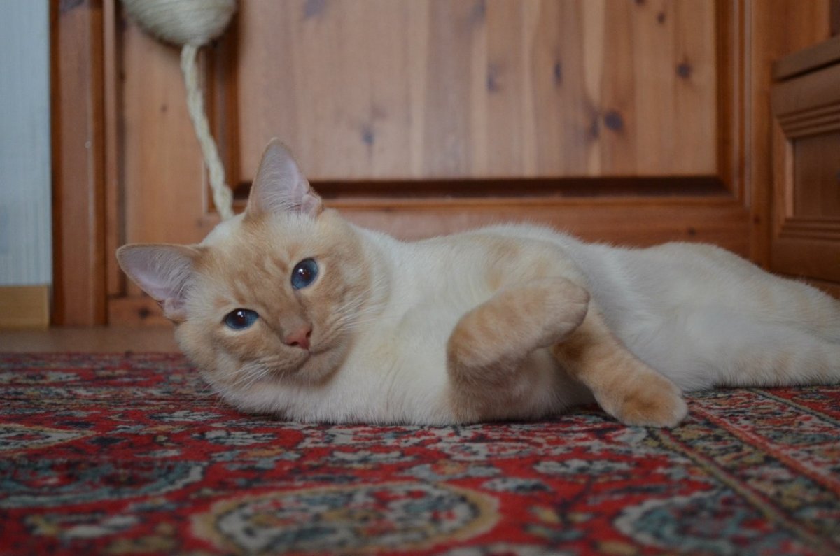 Кот породы тайский ред point