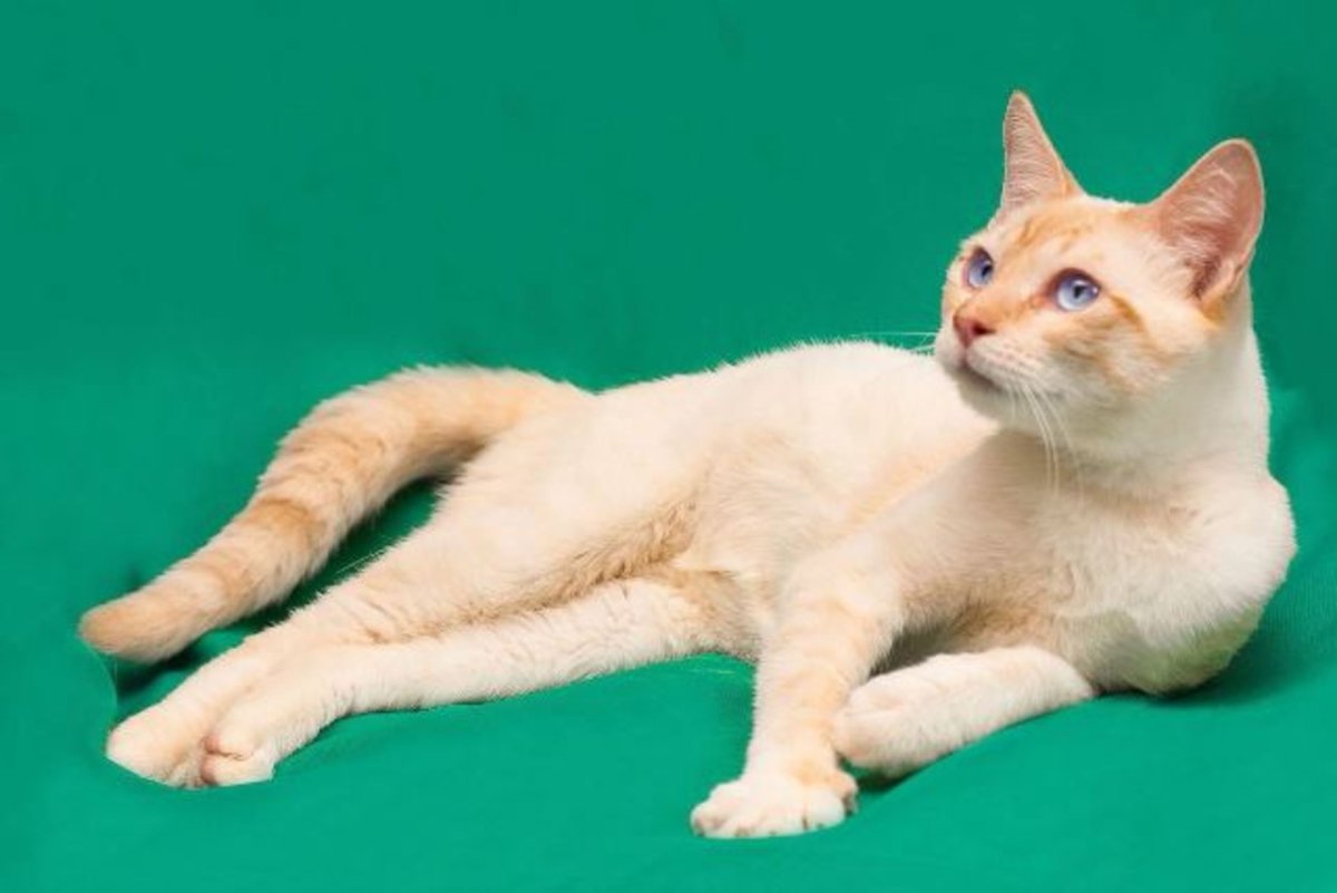 Кремовый Пойнт Британская кошка