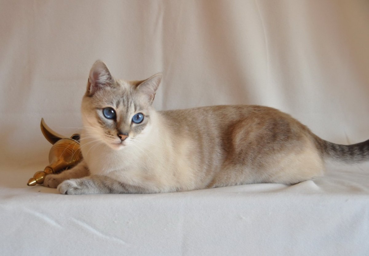 Меконгский бобтейл окрас ред поинт