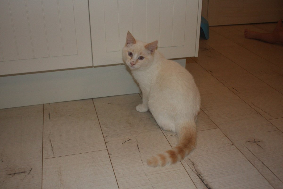 Райская кошка Ре поинт