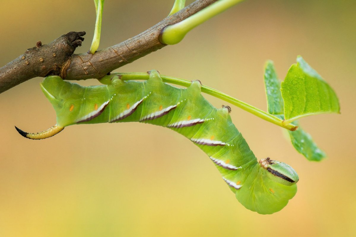 Олеандровый Бражник гусеница