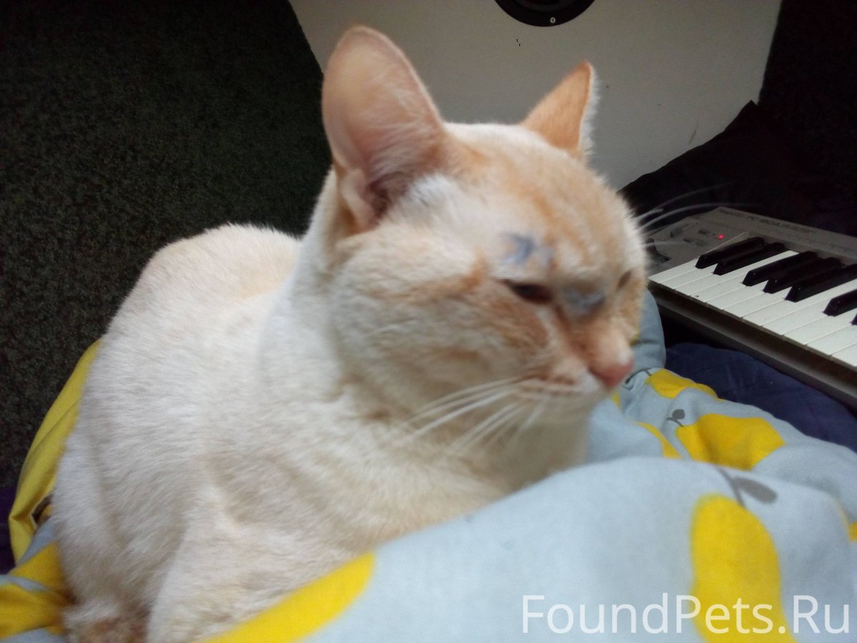 Тайский кот Вест Пойнт