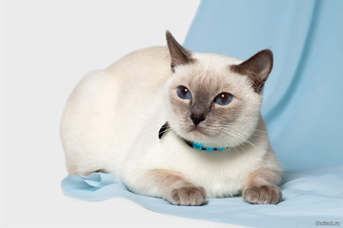 Сиамская кошка ред Пойнт