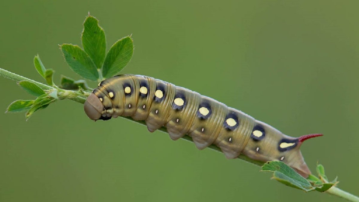Гусеница Бражник бирючинный