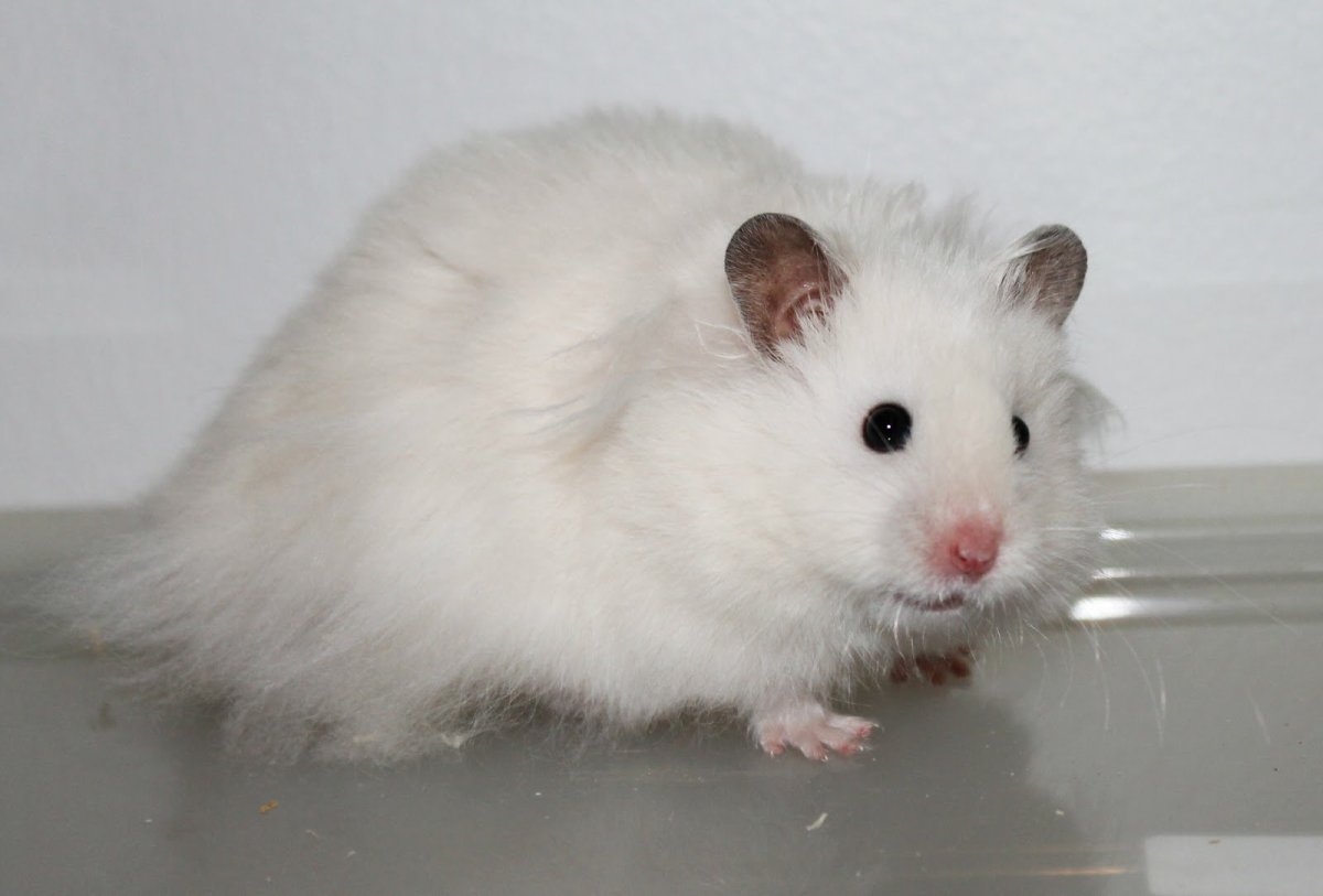 Ангорский сирийский хомячок