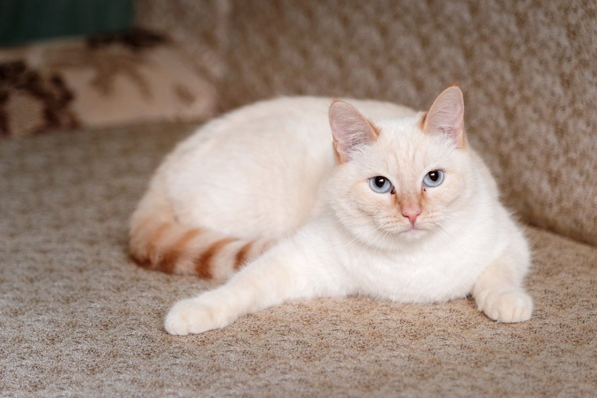 Тайская кошка ред Пойнт