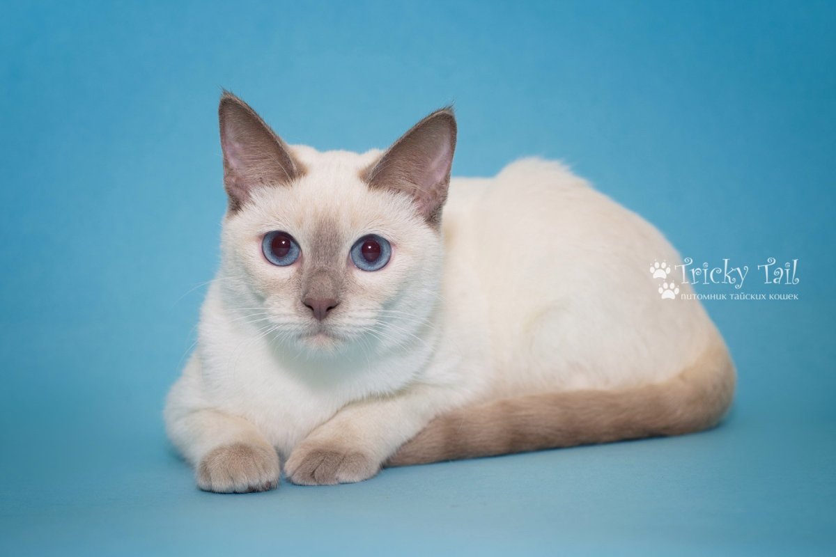 Тайская кошка крем Пойнт