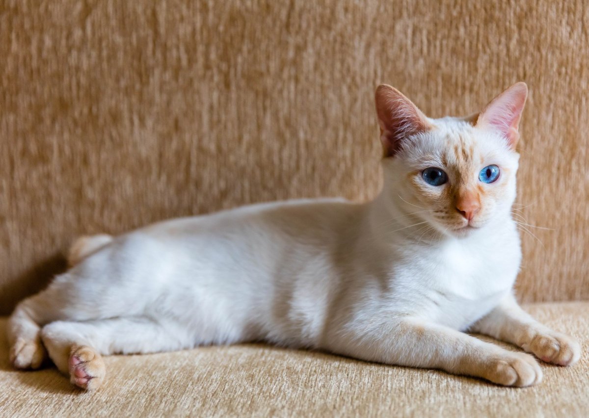 Тайская кошка на белом фоне