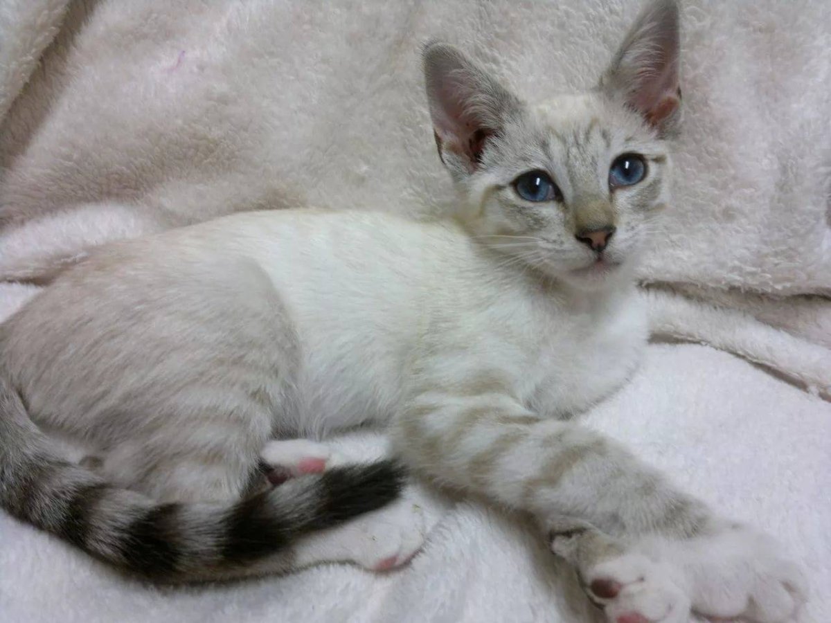 Белый сиамский котенок