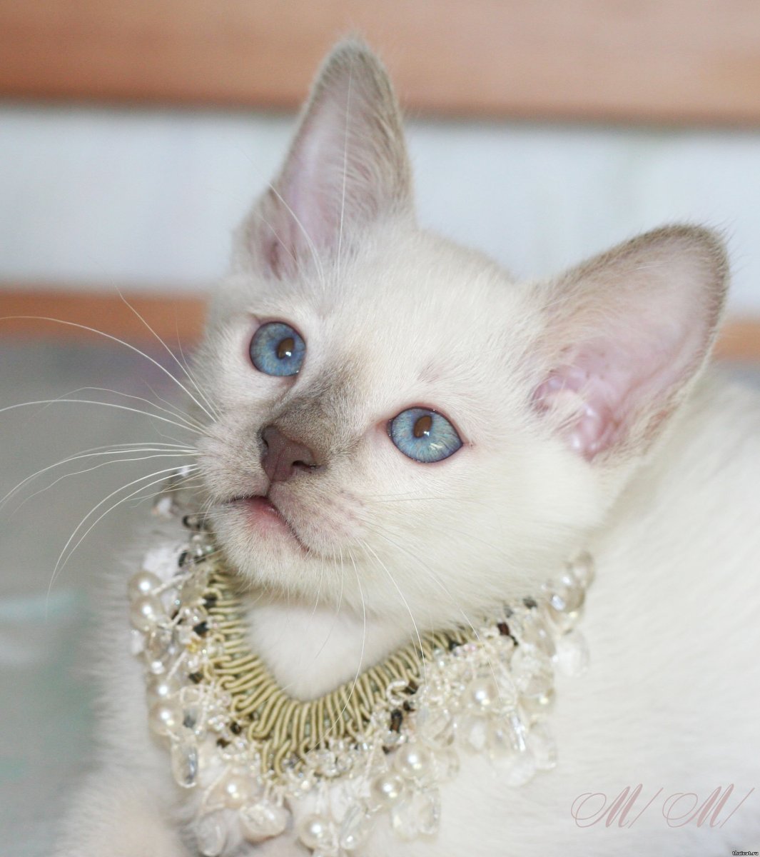 Тайская кошка фавн Пойнт