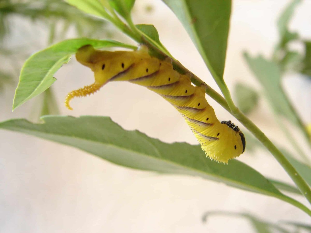 Гусеница БРАЖНИКА подмаренникового