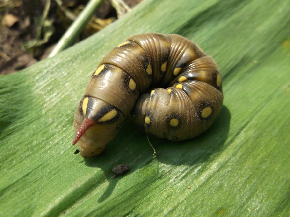 Бражник Колибри гусеница