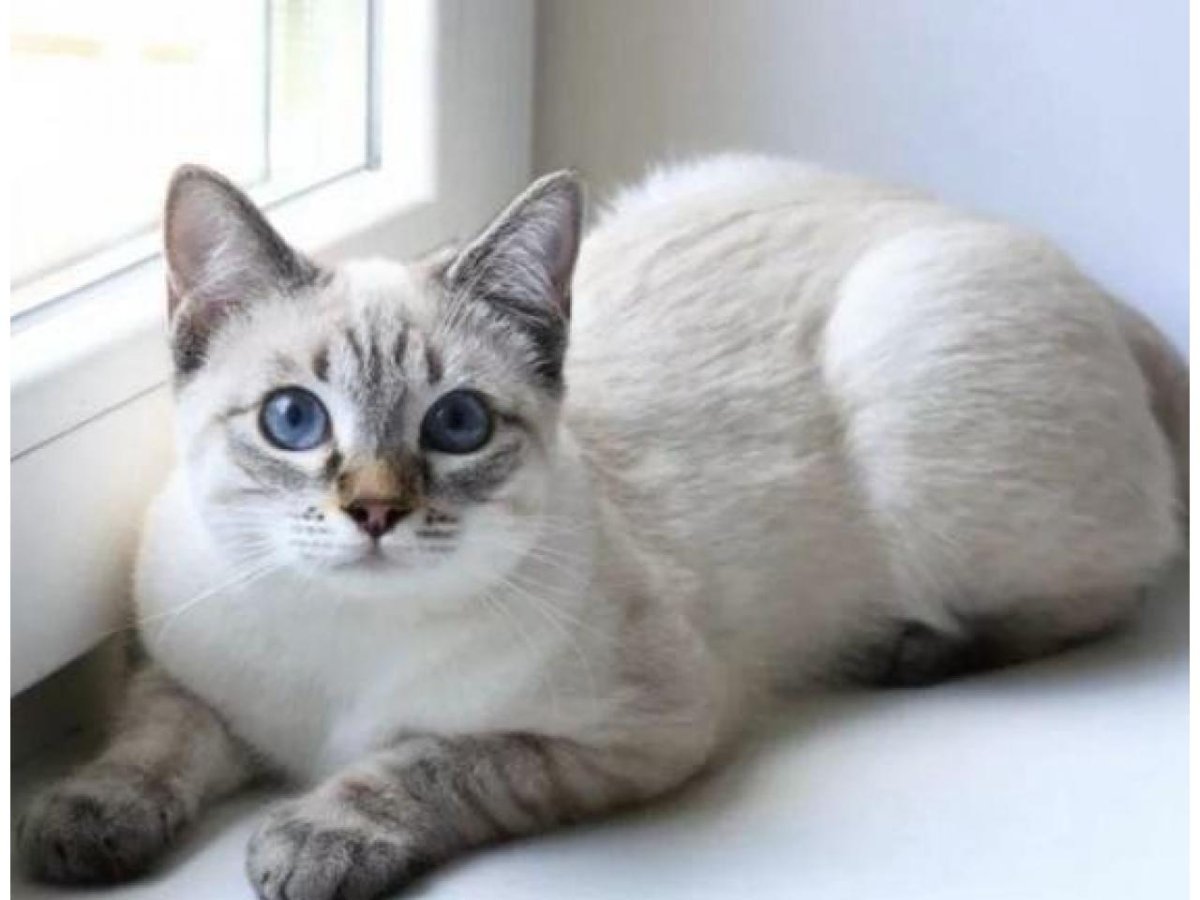 Тайская кошка крем Пойнт