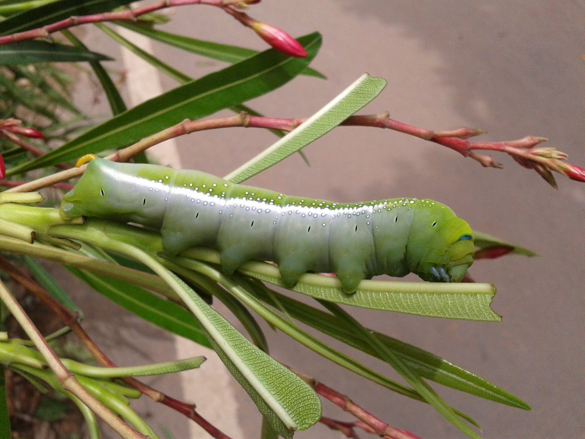 Глазчатый Бражник бабочка