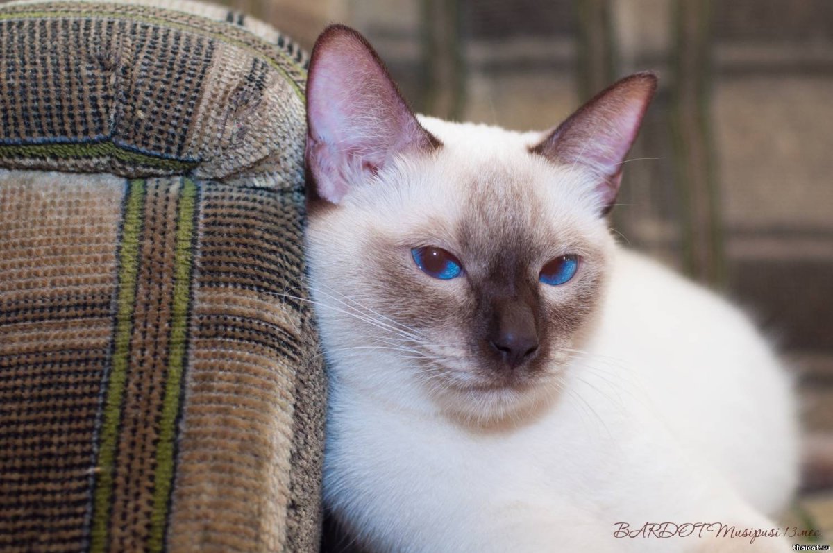 Тайская кошка Лайлак Пойнт