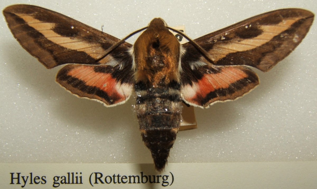 Глазчатый Бражник бабочка