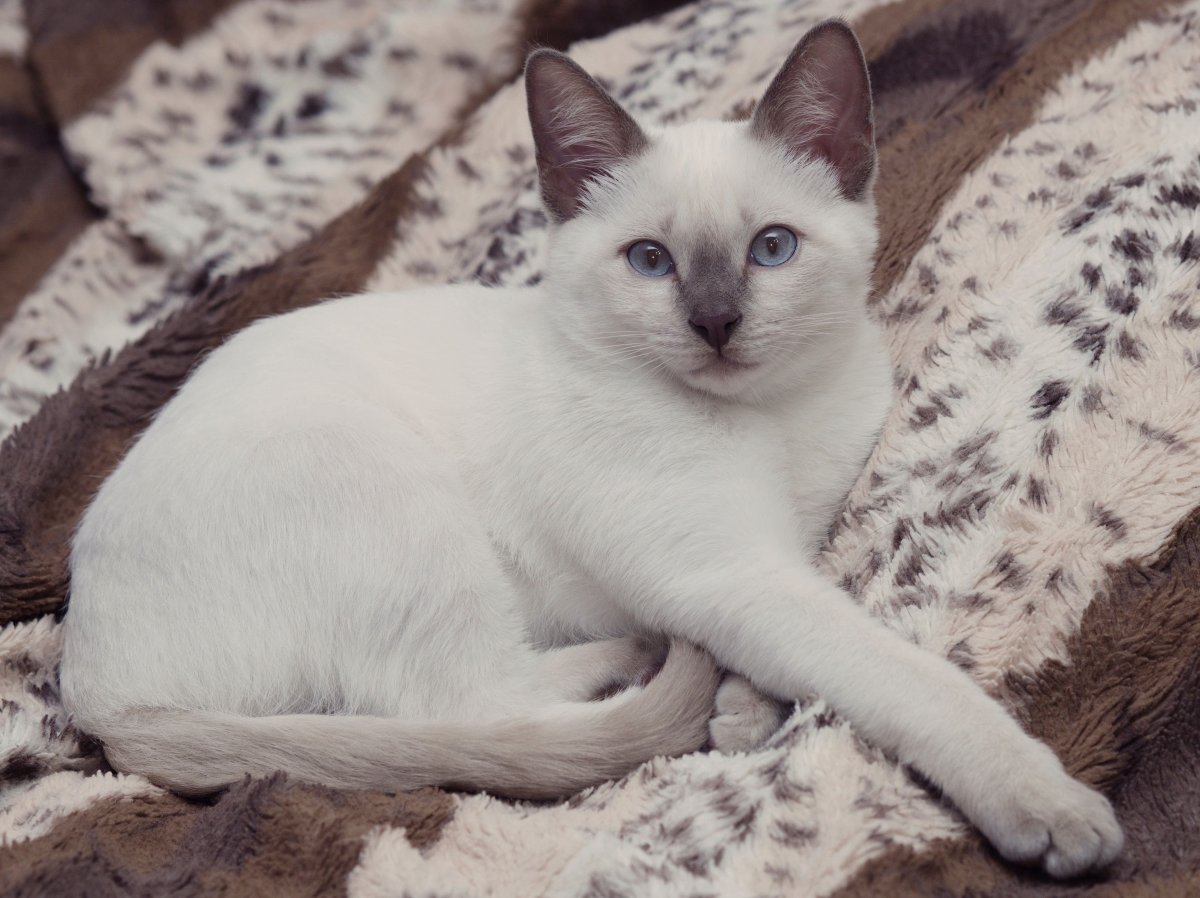 Тайская кошка крем Пойнт