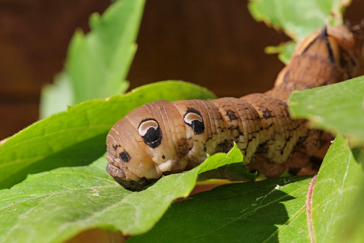 Гусеница Бражник липовый Mimas