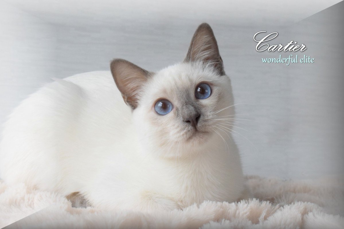 Тайский кот Лайлак