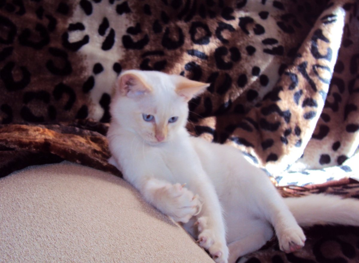 Фавн поинт тайская кошка