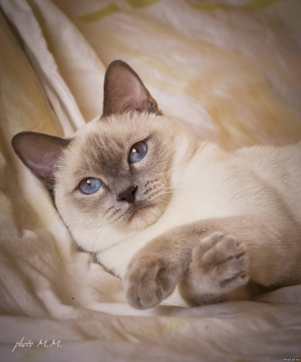 Тайская кошка ред Пойнт