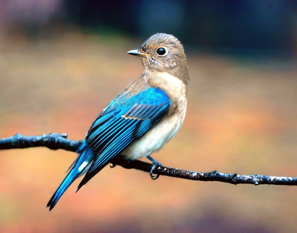 Птица с голубым хвостом